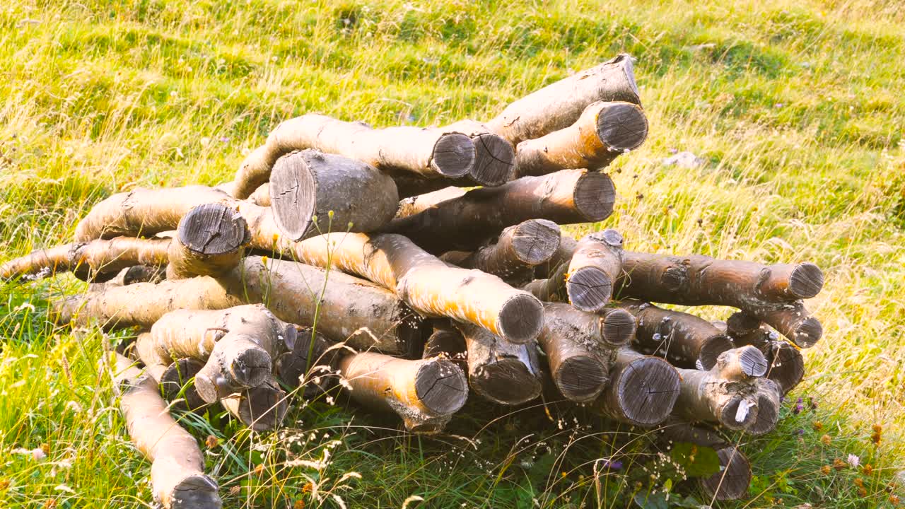 들판 에서 어진 나무 줄기 들