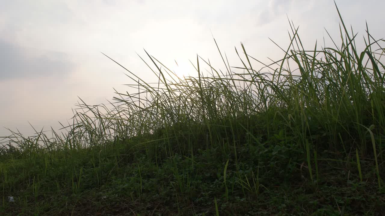 맑은 하늘을 배경으로 바람에 부는 풀