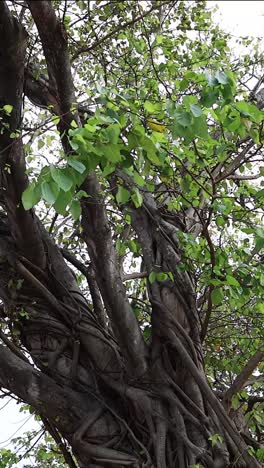 lapso de tiempo de un gran árbol que crece sobre ladrillos viejos
