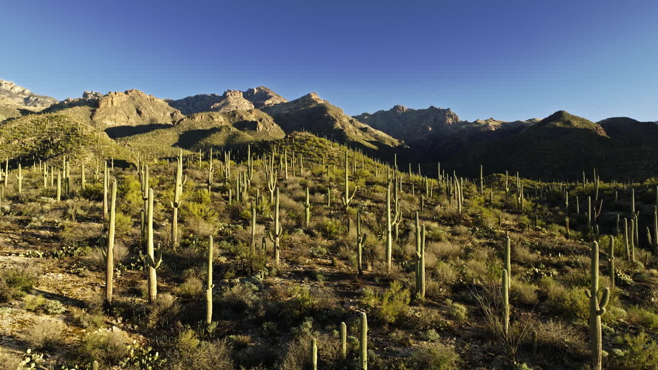 imágenes de drones en movimiento lento de un valle en el desierto con cactus de toda variedad volando hacia las montañas