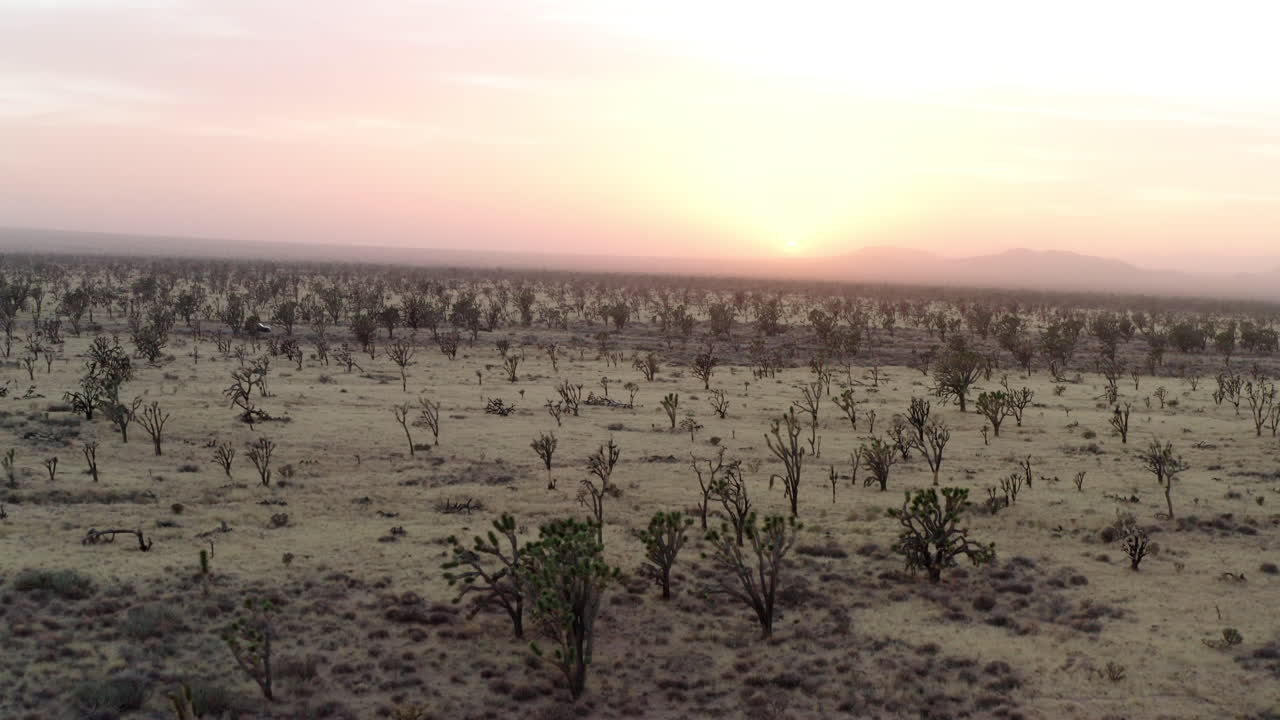 Stunning Sunset over the Joshua Tree Desert