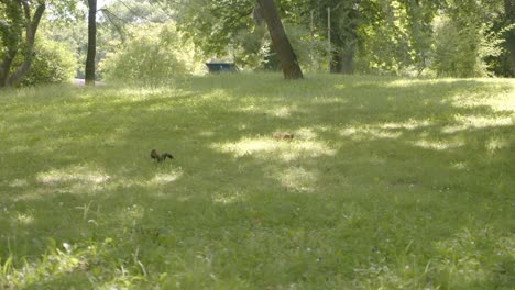 ardillas cazando comida en un parque cubierto de hierba en verano