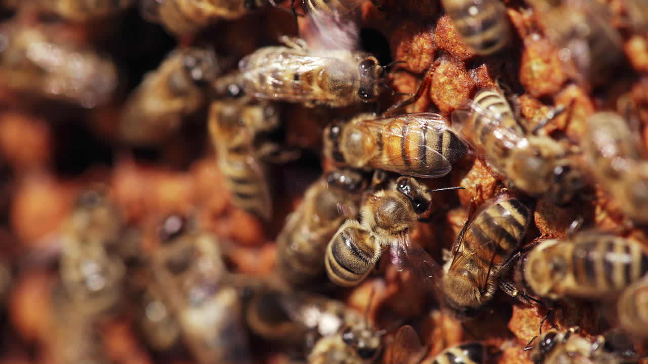 Busy bees working fluttering wings on a honeycomb. Bees packing honeycomb full of organic honey. Macro shot.