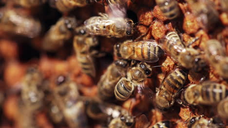 busy bees working fluttering wings on a honeycomb. bees packing honeycomb full of organic honey. macro shot.