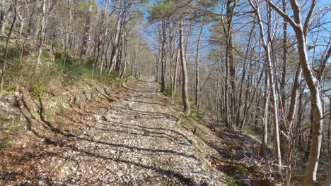 caminando por el bosque en un hermoso camino en italia - castelletta