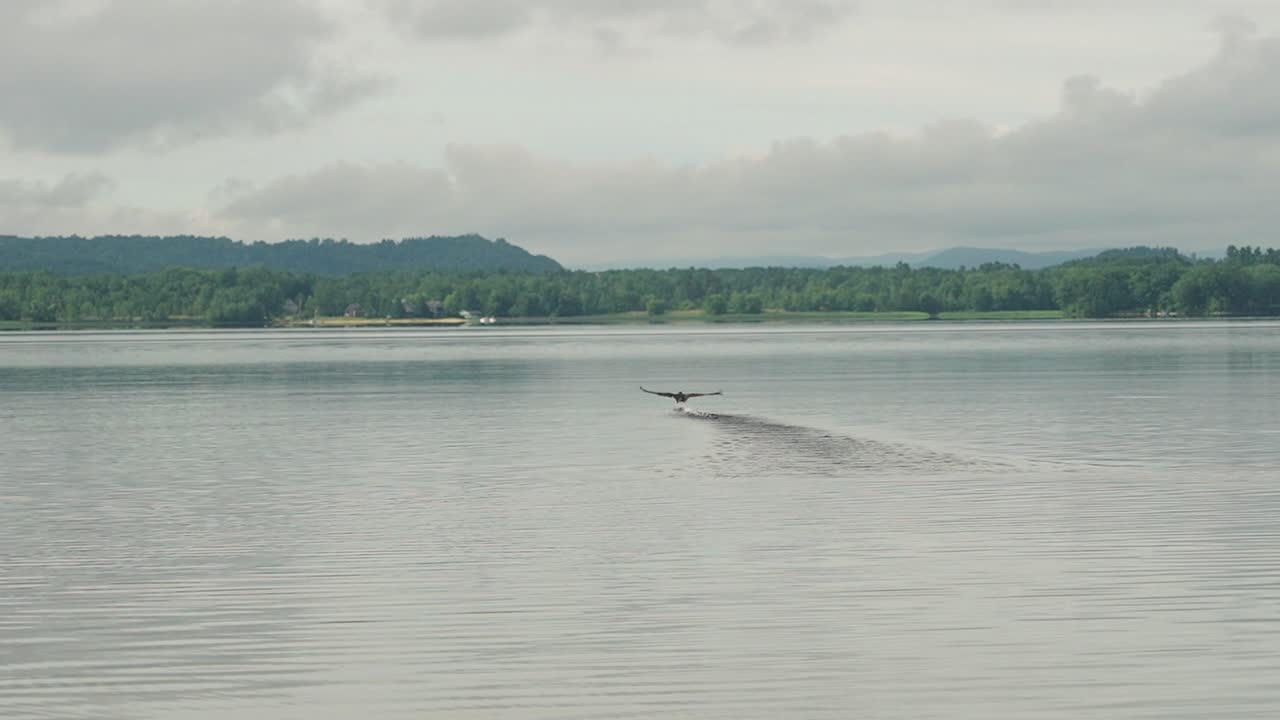 Bird taking off from water flapping wings and skimming on surface super slow motion gimbal shot with motion 4k 30p