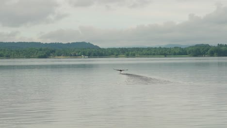 Vogel-Hebt-Mit-Schlagenden-Flügeln-Vom-Wasser-Ab-Und-Gleitet-über-Die-Oberfläche,-Kardanische-Aufnahme-In-Super-Zeitlupe-Mit-Bewegung,-4K-30p