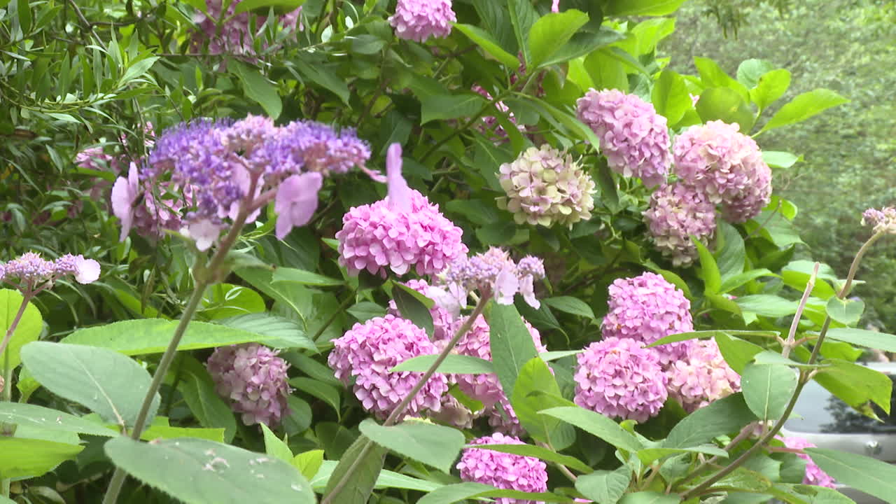 Beautiful Hydrangea Blooms in a Garden