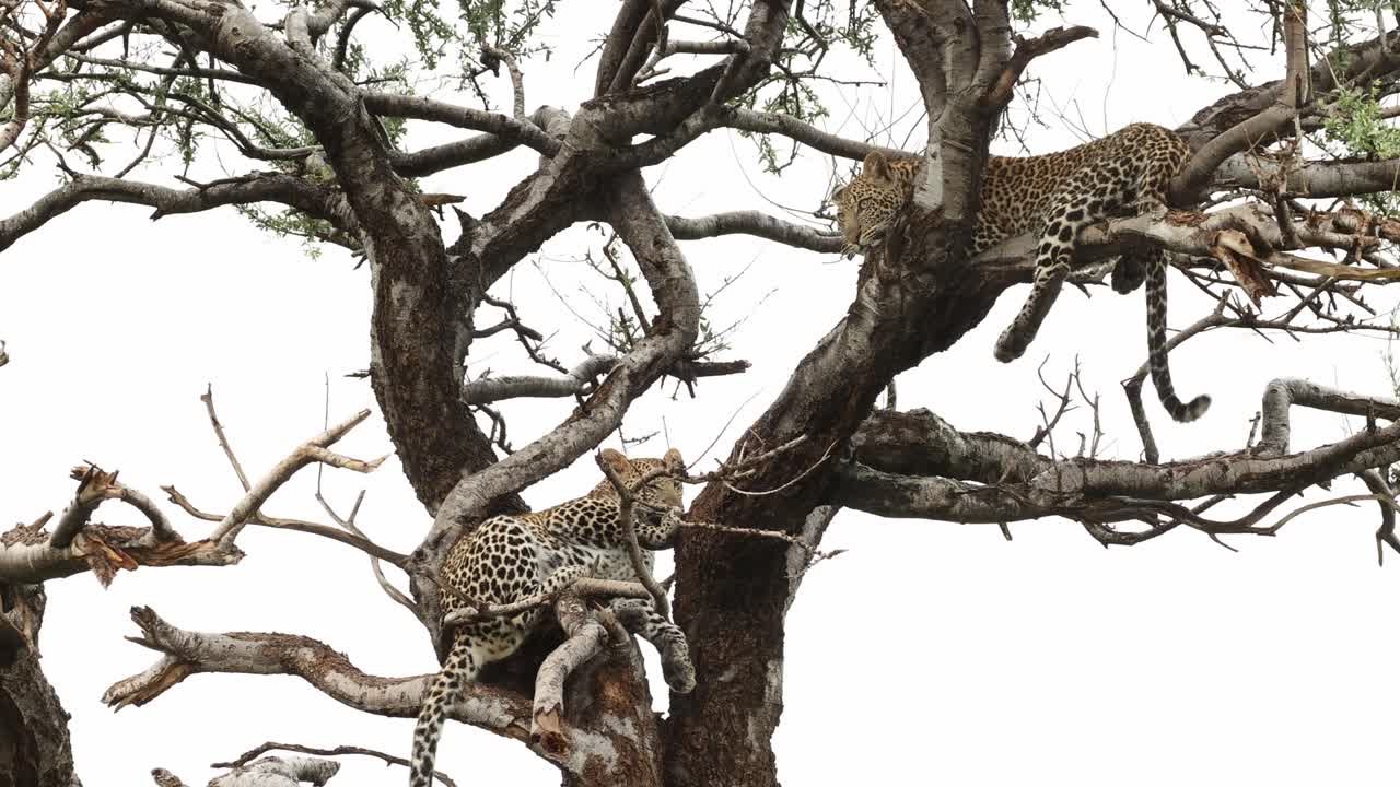 Two leopard cubs lying in a tree on a rainy day, Mashatu Game Reserve.