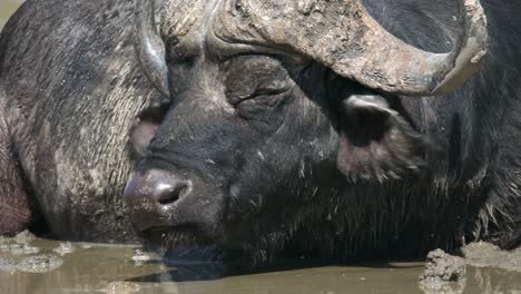 Un-Búfalo-Africano-Soñoliento-Descansando-En-Un-Humedal-En-El-Parque-Nacional-Kruger,-Sudáfrica---Primer-Plano