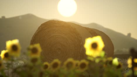 Heuballen-Im-Sonnenuntergang