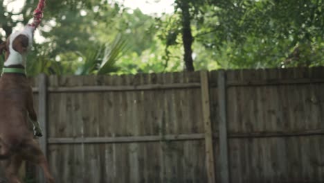 mezcla de pitbull terrier marrón y blanco salta después de la cuerda colgando de un árbol con una valla de madera en el fondo