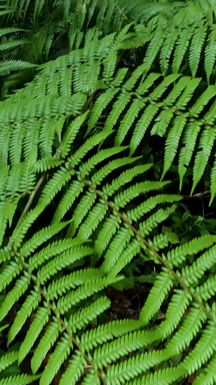 Fronda di felce verde vivido nel suo habitat naturale