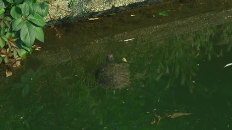 Freshwater-turtle-swimming-in-a-pond,-green-reflections-on-water