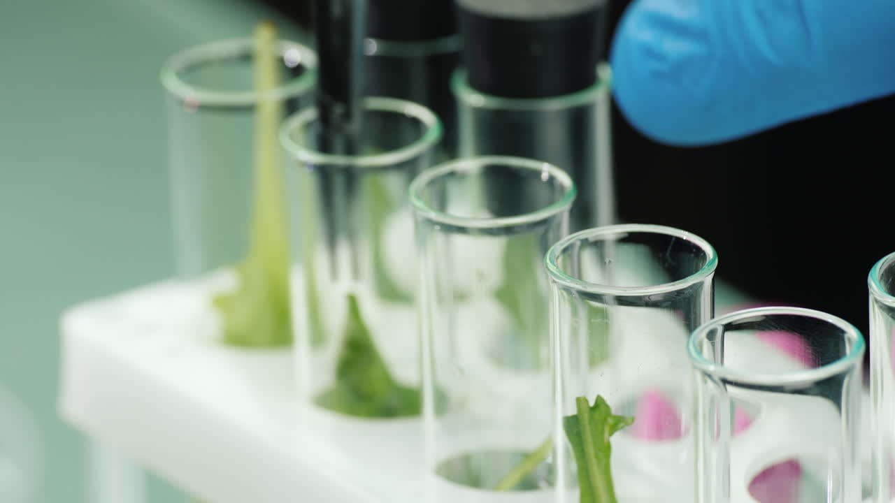 장갑을 낀 남자가 식물 샘플을 가지고 실험실에서 일한다 1