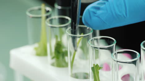 un hombre con guantes trabaja en un laboratorio con muestras de plantas 1