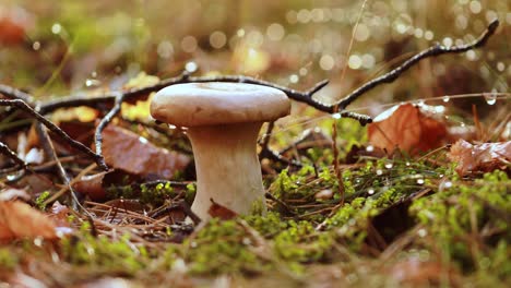 mushroom boletus in a sunny forest.