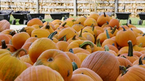 pumpkins in bins and in a field