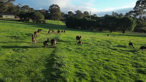 Gruppe-Australischer-Kängurus,-Die-Friedlich-Auf-Der-Wiese-Grasen