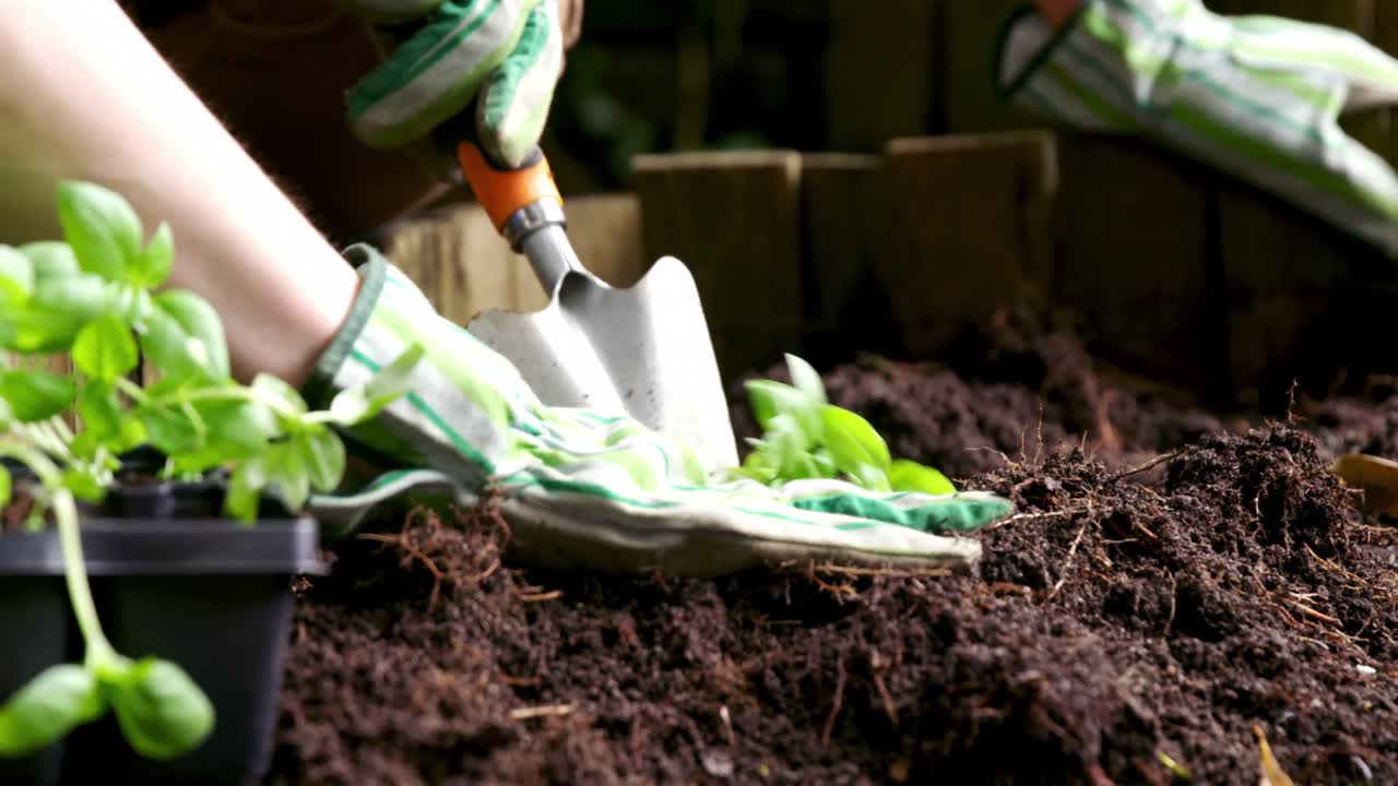 Coppia che pianta alberelli nel terreno