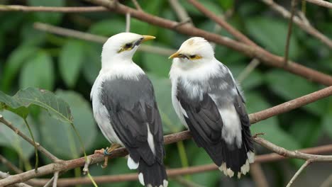 una pareja de minas de alas negras, acridotheres melanopterus, perchadas una al lado de la otra en la rama de un árbol, explorando el entorno circundante, una fotografía de cerca de especies de aves en peligro de extinción