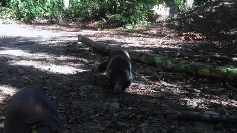 coati animal carefully approaching to human foot on trail in panama wilderness