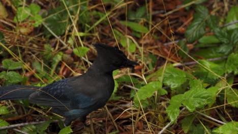 black and blue bird scavanges on a bed of pine needles, sticks and leaves, finding an almond and swallowing it