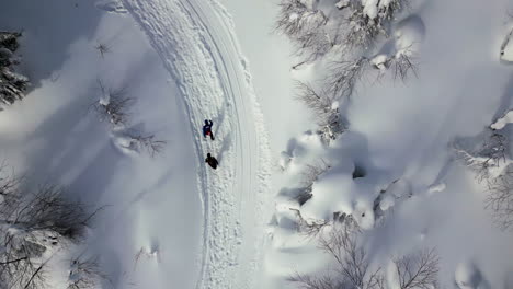 caminata de invierno a través del bosque nevado