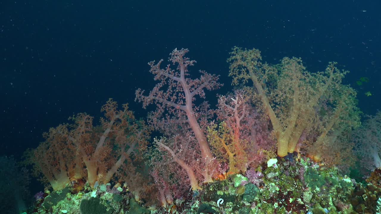 Mix of colorful soft corals on coral reef drop off with dark blue sea as background