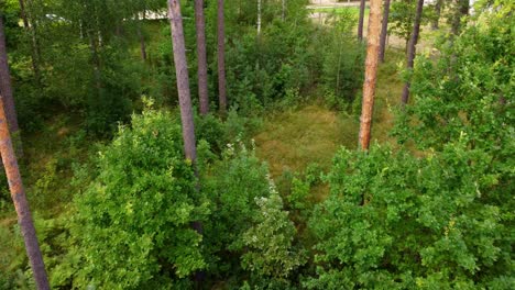 Green foliage of forest pine tree trunks, aerial close up flying