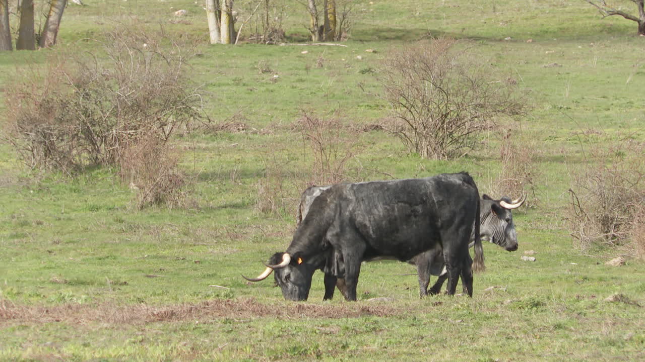 목초지 에서 풀 을 는 소 들