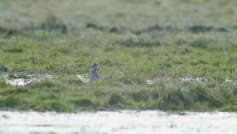 a few curlew birds resting near water puddle flooded wetland during migration