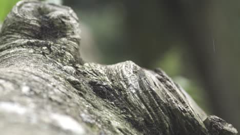 Burl--Macro-Of-The-Bumps-Of-Tree-Covered-With-Tree-Bark