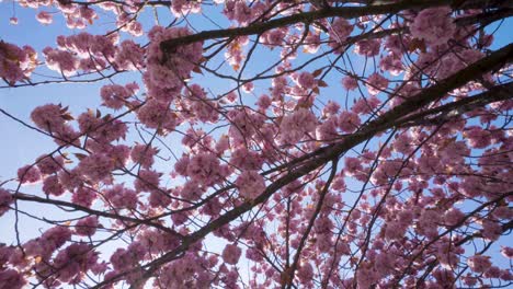 hermosas flores de árboles de sakura rosa en plena floración