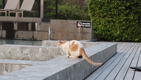 a cat investigates the edge of a pool