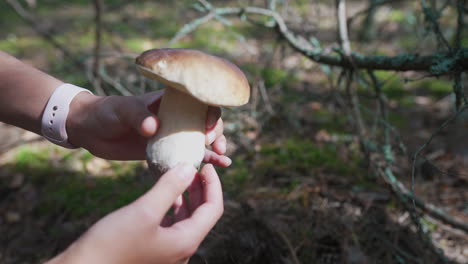 person holding a white button mushroom in a forest