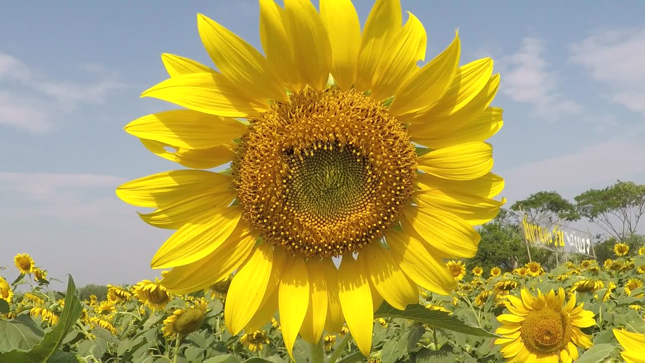 Sunflower ready to harvest from a sunflower field in Thailand