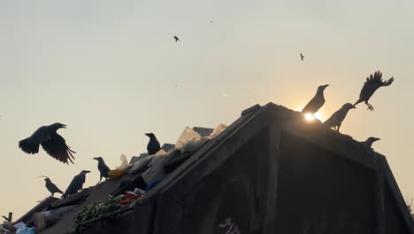pájaros volando y buscando comida en montones de basura contra el sol brillante