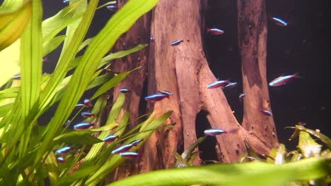 small glowing group of neon fish in clear water between water plants lighting during sunny day - slow motion shot