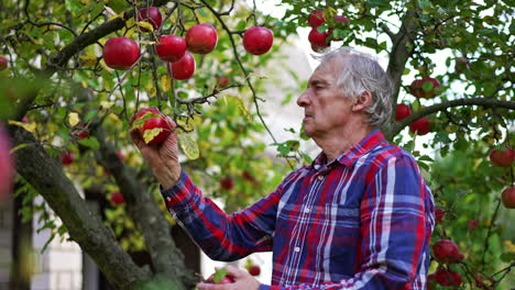 grey-haired farmer stands under the apple tree with red ripe apples. adult man collects the fruit armful. blurred backdrop.