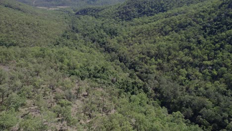 Lush-Rainforest-At-Paluma-Range-National-Park-Between-Ingham-And-Townsville,-In-North-Queensland,-Australia