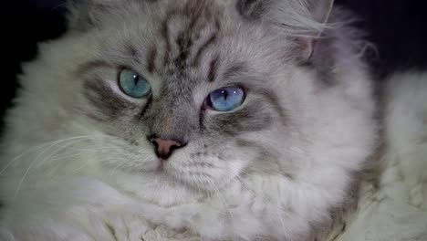 el gato de ojos azules fluffy blanco gracioso monitorea el haz láser