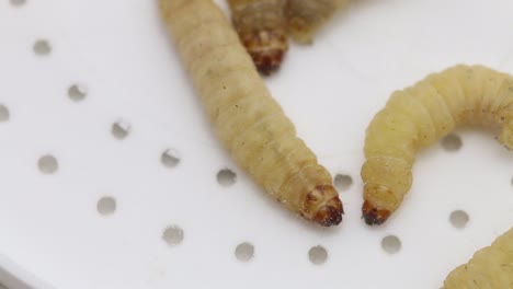 Closeup-of-Waxworms-or-Wax-Grubs,-the-larvae-of-the-Wax-Moth