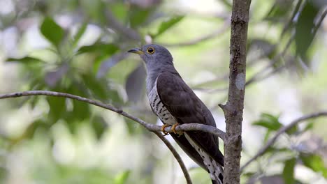 Indian-Cuckoo-perch-on-a-tree-branch,-full-body-side-view-shot