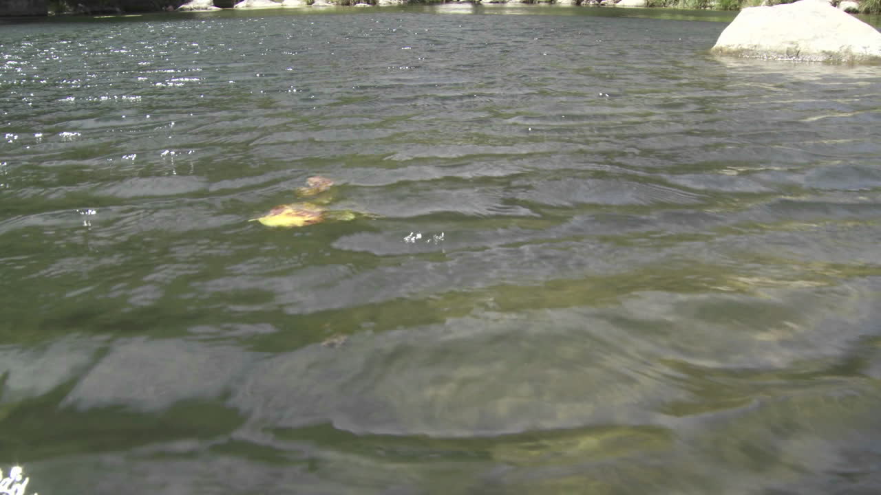 오하이오 캘리포니아의 벤추라 강에서 부는 잎 가까이