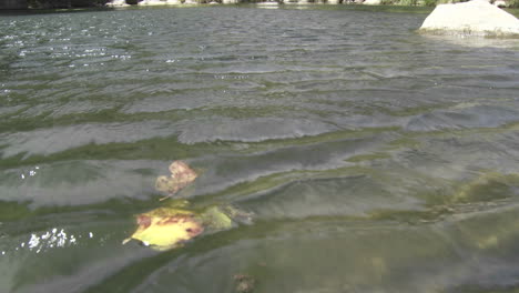 Close-up-of-a-leaf-blowing-in-the-Ventura-River-in-Ojai-California