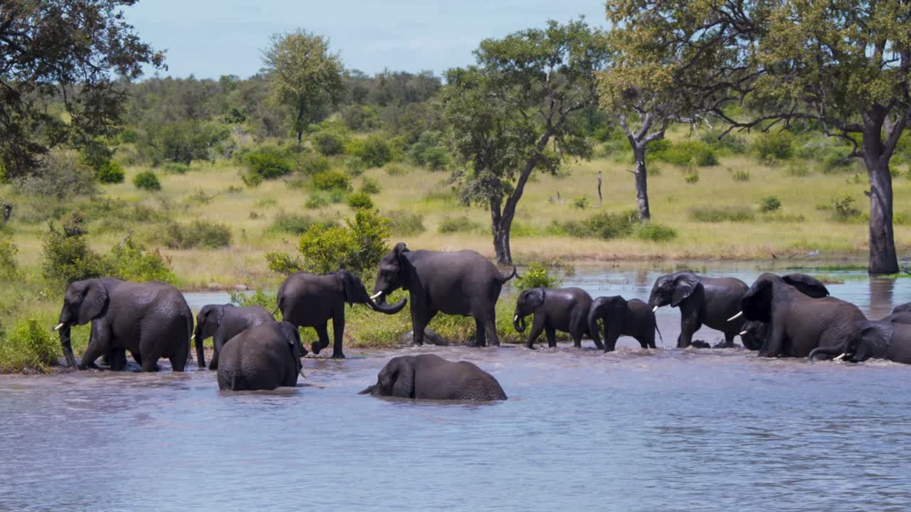 아프리카 코끼리 들 이 사바나 호수 에서 굴러서 물 에서 나오고 있다