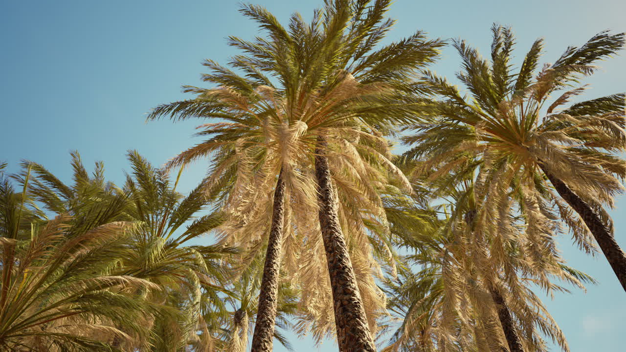Coconut palm tree foliage under sky