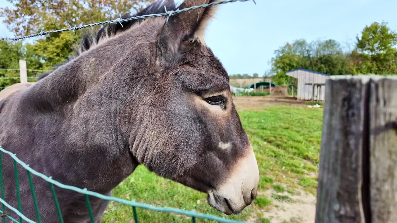 Close-up shot pulling back from a donkey standing in a fenced pasture, with a wooden post and barbed wire in the foreground