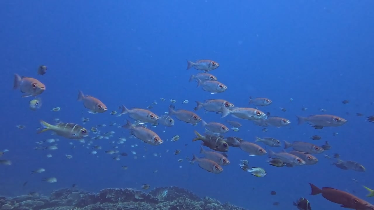 Gruppo di pesci occhioni rossi in avvicinamento, che nuotano sopra la barriera corallina nel Parco Nazionale di Komodo.